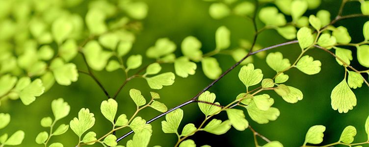Mydisplays agiert der Umwelt zuliebe und achtet auf eine grüne Arbeitsweise Wir drucken grün und nutzen umweltschonende Drucktechnologien